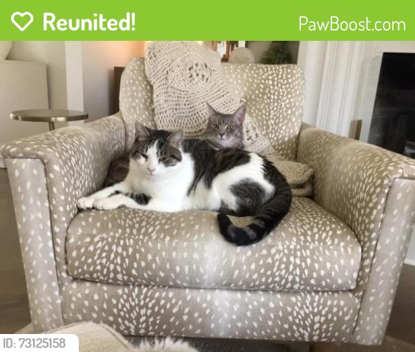 Reunited Female Cat last seen Kemp Road and Mcendree Road, Lake Norman of Iredell, NC 28117