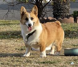 Lost Male Dog last seen Hacienda and Amar, La Puente, CA 91744