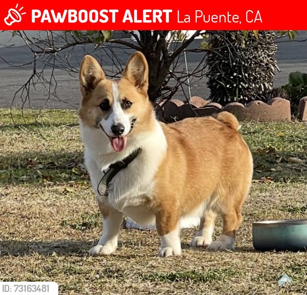 Lost Male Dog last seen Hacienda and Amar, La Puente, CA 91744