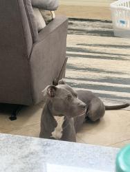 Lost Male Dog last seen Clair Ann dr/ Chickasaw, Orlando, FL 32825