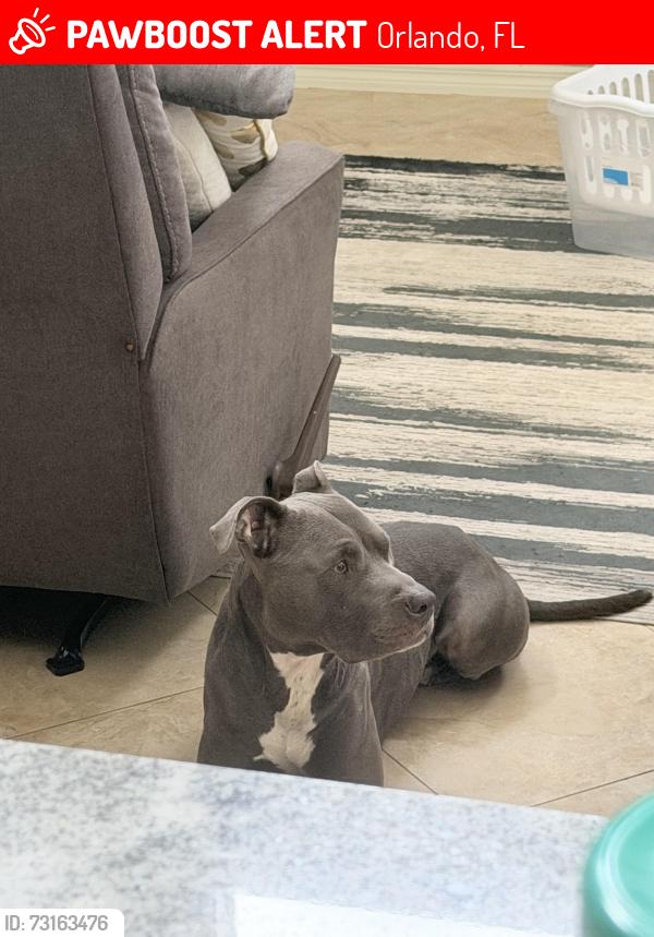 Lost Male Dog last seen Clair Ann dr/ Chickasaw, Orlando, FL 32825