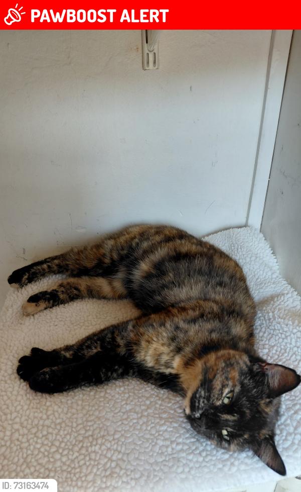 Lost Female Cat last seen Beal Crescent, Belfield, England OL16 5AA