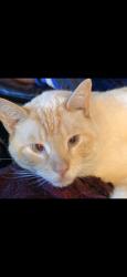 Lost Male Cat last seen Redington Street and Grangeville Blvd, Hanford, CA 93230