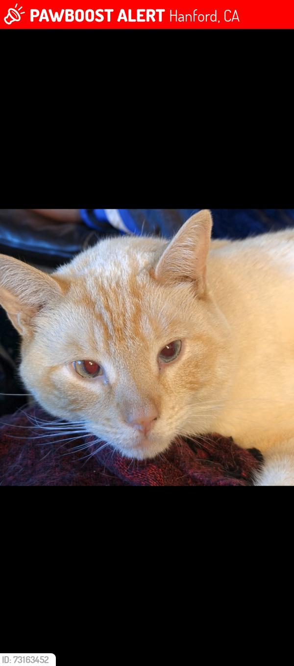 Lost Male Cat last seen Redington Street and Grangeville Blvd, Hanford, CA 93230
