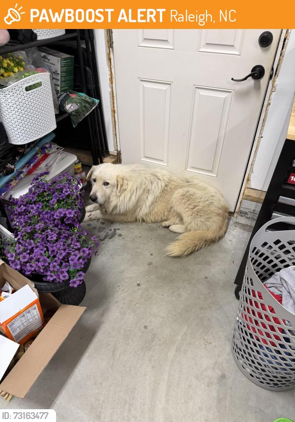 Found/Stray Male Dog last seen Off Rock Service Station Rd., Raleigh, NC 27603