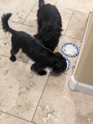 Found/Stray Unknown Dog last seen Between Yuma and Van Buren on Sarival, Goodyear, AZ 85338