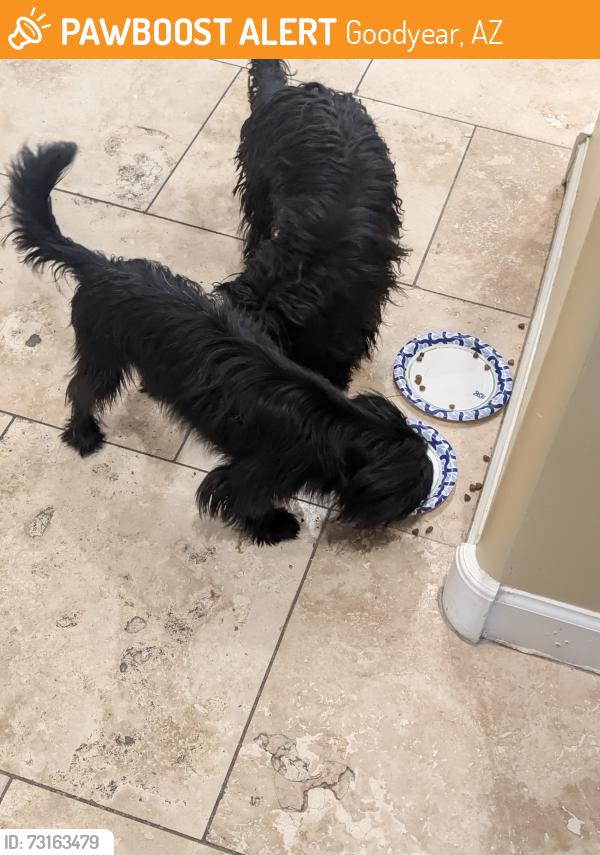 Found/Stray Unknown Dog last seen Between Yuma and Van Buren on Sarival, Goodyear, AZ 85338