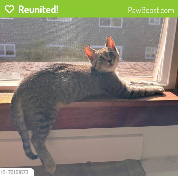 Reunited Male Cat last seen Ivy Way between Harcourt and Thorman, Keizer, OR 97303