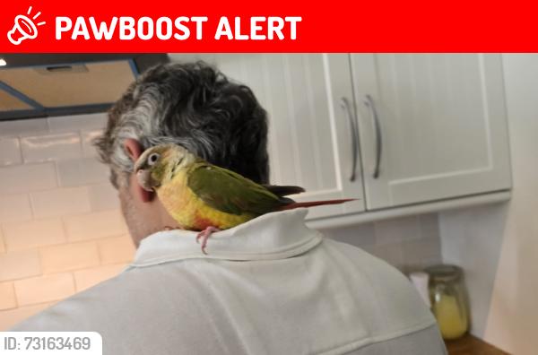 Lost Female Bird last seen Tooting common, Greater London, England SW16 1RU