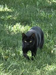 Found/Stray Unknown Cat last seen Windermere and geddes, Littleton, CO 80120