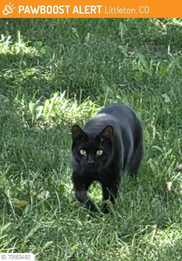 Found/Stray Unknown Cat last seen Windermere and geddes, Littleton, CO 80120