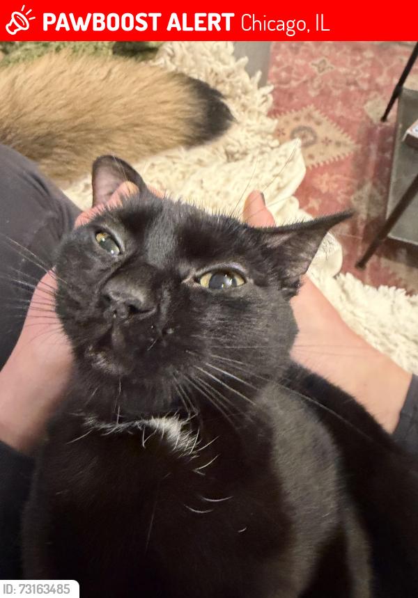 Lost Female Cat last seen Ravenswood, not far from hosp, Chicago, IL 60640
