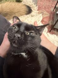 Lost Female Cat last seen Ravenswood, not far from hosp, Chicago, IL 60640