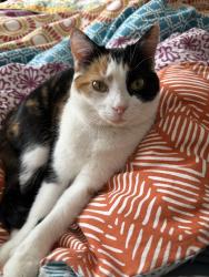 Lost Female Cat last seen Torchwood Dr/ Cedar Willow Dr, Columbus, OH 43229