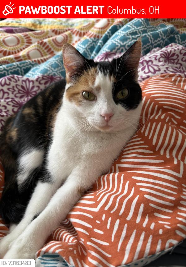 Lost Female Cat last seen Torchwood Dr/ Cedar Willow Dr, Columbus, OH 43229