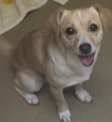 Lost Male Dog last seen Sierra Avenue, Fontana, CA 92335