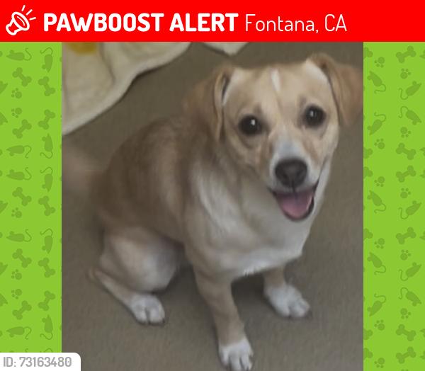Lost Male Dog last seen Sierra Avenue, Fontana, CA 92335
