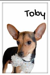 Lost Male Dog last seen Park at Southwood, Bixby, OK 74133