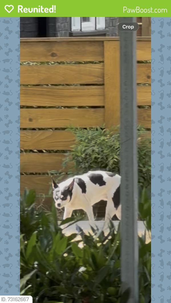 Reunited Unknown Dog last seen John st 21st st, Seattle, WA 98109