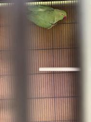 Found/Stray Unknown Bird last seen mitchell street oakland ca, Oakland, CA 94601