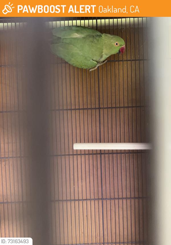 Found/Stray Unknown Bird last seen mitchell street oakland ca, Oakland, CA 94601