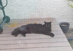 Lost Male Cat last seen Near w ironwood dr., Chandler, AZ 85224