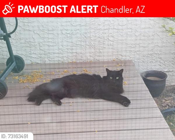 Lost Male Cat last seen Near w ironwood dr., Chandler, AZ 85224