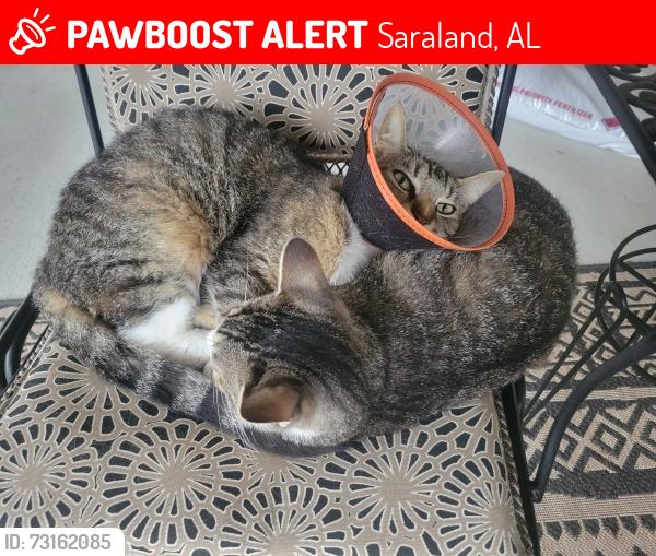 Lost Male Cat last seen Spruce avenue saraland alabama, Saraland, AL 36571