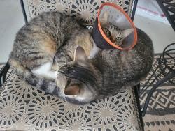 Lost Male Cat last seen Spruce avenue saraland alabama, Saraland, AL 36571