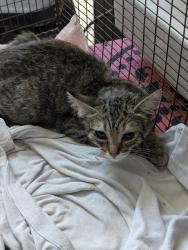 Shelter Stray Female Cat last seen , 4000 N Silverbell Rd, Tucson, AZ 85745, USA