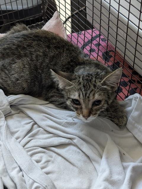 Shelter Stray Female Cat last seen , 4000 N Silverbell Rd, Tucson, AZ 85745, USA