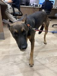 Shelter Stray Male Dog last seen FOUNTAIN BROOK, 8311 Freedom Dr, Pearland, TX 77581, USA