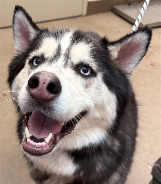 Shelter Stray Female Dog last seen , 4000 N Silverbell Rd, Tucson, AZ 85745, USA