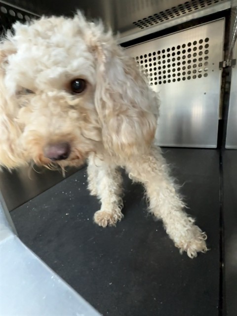 Shelter Stray Male Dog last seen SUNNY SHORES DR, 8311 Freedom Dr, Pearland, TX 77581, USA