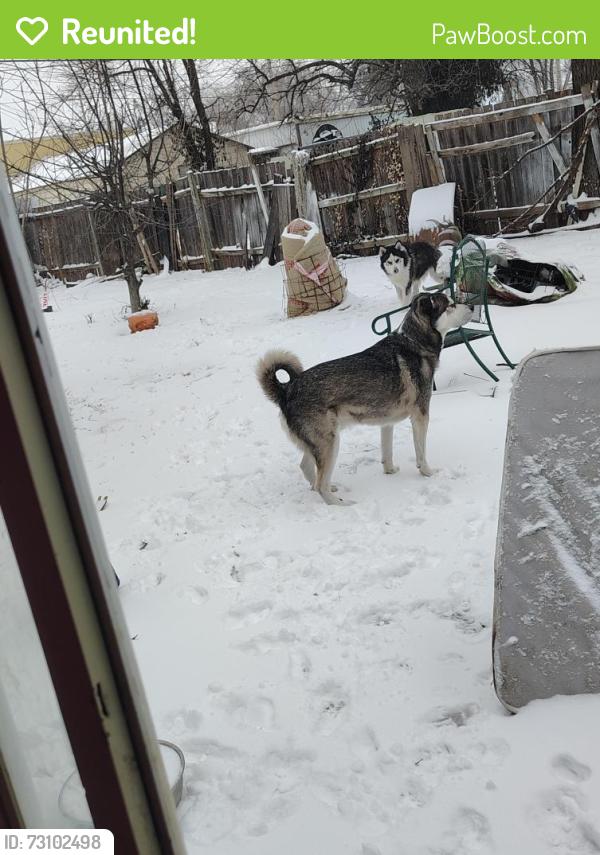 Reunited Male Dog last seen 25th and Jackson, Wichita, KS 67204