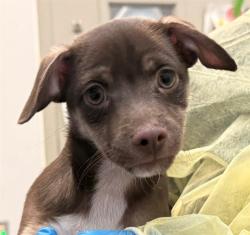 Shelter Stray Male Dog last seen , 4000 N Silverbell Rd, Tucson, AZ 85745, USA