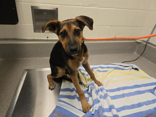 Shelter Stray Male Dog last seen PORTER/CAMP FAR WEST, 11232 B Ave, Auburn, CA 95603, USA