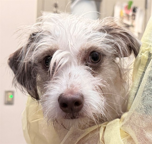 Shelter Stray Female Dog last seen , 4000 N Silverbell Rd, Tucson, AZ 85745, USA