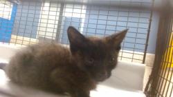 Shelter Stray Male Cat last seen Near BLOCK NE 181 ST, 3599 NW 79th Ave, Doral, FL 33122, USA