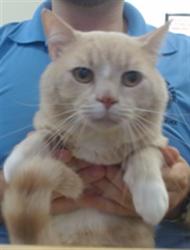 Shelter Stray Male Cat last seen Near BLOCK NW 79 AVE, 3599 NW 79th Ave, Doral, FL 33122, USA