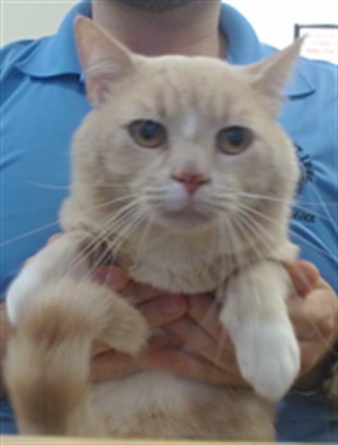 Shelter Stray Male Cat last seen Near BLOCK NW 79 AVE, 3599 NW 79th Ave, Doral, FL 33122, USA