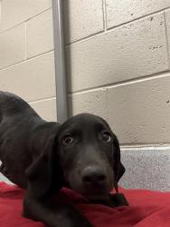 Shelter Stray Male Dog last seen Near, 2600 S Harding St, Indianapolis, IN 46221, USA