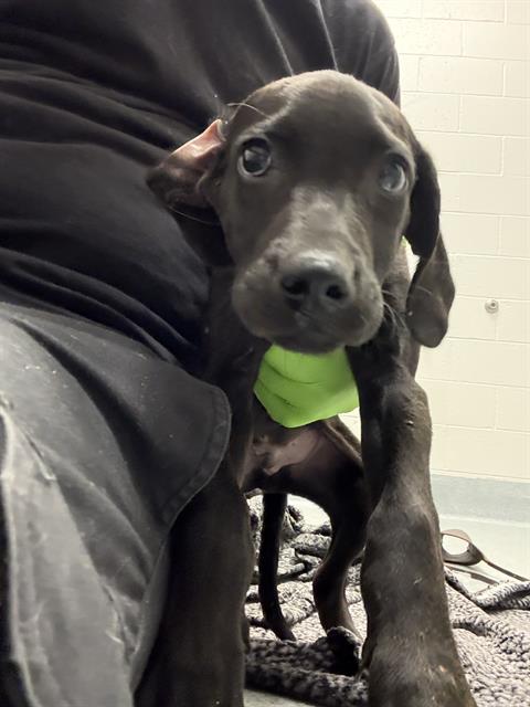 Shelter Stray Male Dog last seen Near, 2600 S Harding St, Indianapolis, IN 46221, USA
