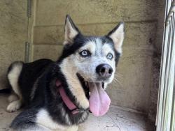 Shelter Stray Female Dog last seen Near BLOCK CINDERELLA DR, 2811 SE 29th St, Oklahoma City, OK 73129, USA