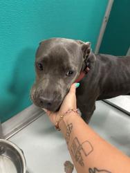 Shelter Stray Unknown Dog last seen Near BLOCK NE 12TH ST, OKLAHOMA CITY OK 73117, 2811 SE 29th St, Oklahoma City, OK 73129, USA