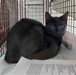 Shelter Stray Unknown Cat last seen Near BLOCK SW 40 ST, WEST PARK FL 33023, 2400 SW 42nd St, Fort Lauderdale, FL 33312, USA