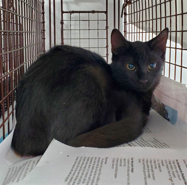 Shelter Stray Unknown Cat last seen Near BLOCK SW 40 ST, WEST PARK FL 33023, 2400 SW 42nd St, Fort Lauderdale, FL 33312, USA