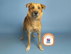 Shelter Stray Male Dog last seen N 150TH AND AVONDALE BLV, 5501 E Van Buren St, Phoenix, AZ 85008, USA