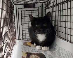 Shelter Stray Unknown Cat last seen Near BLOCK SW 40 ST, WEST PARK FL 33023, 2400 SW 42nd St, Fort Lauderdale, FL 33312, USA