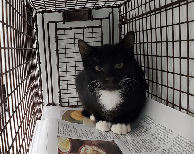 Shelter Stray Unknown Cat last seen Near BLOCK SW 40 ST, WEST PARK FL 33023, 2400 SW 42nd St, Fort Lauderdale, FL 33312, USA